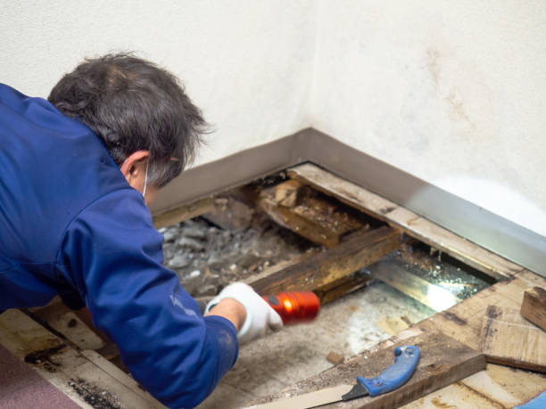 Best White Mold Remediation in Mitchell, IL