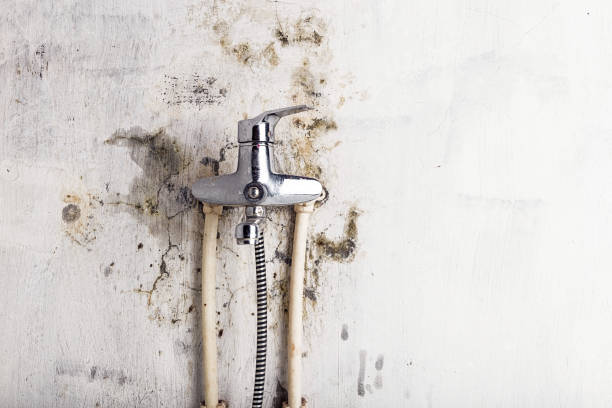 Best Mold Testing and Inspection Services in Mitchell, IL