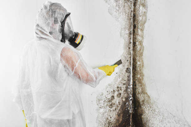 Best Post-Flood Mold Remediation in Mitchell, IL