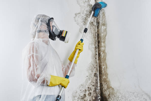 Best Bathroom Mold Remediation in Mitchell, IL