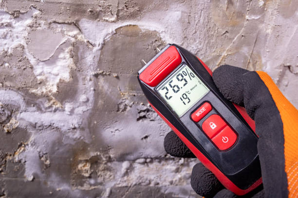 Best Insurance-Related Mold Remediation in Mitchell, IL