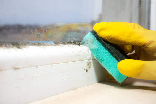 Best DIY Mold Remediation Support Services in Mitchell, IL