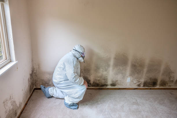 Reliable Mitchell, IL Mold Remediation Solutions