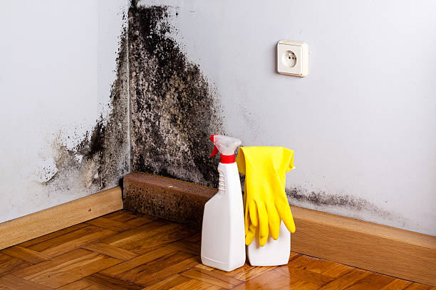 Best Basement Mold Remediation in Mitchell, IL