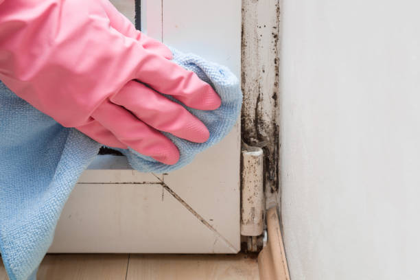 Best Emergency Mold Remediation in Mitchell, IL